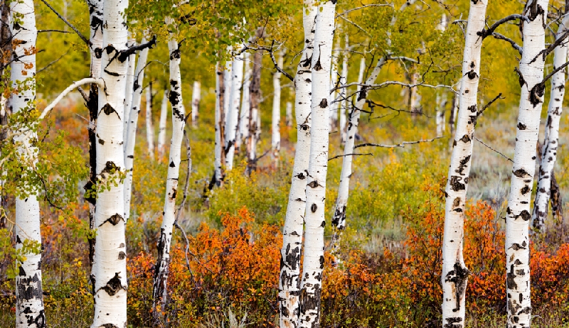 Aspens in colour_YST3753.jpg